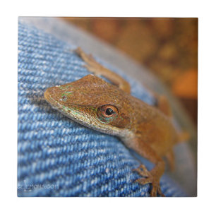 Grönt Anole Lizard Kakelplatta