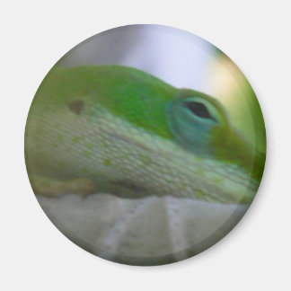 Grönt Anole Lizard Magnet