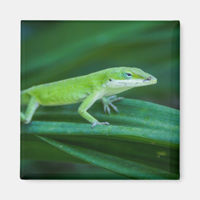 Grönt Anole Lizard Magnet (Framsidan)