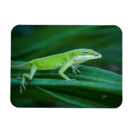 Grönt Anole Lizard Magnet