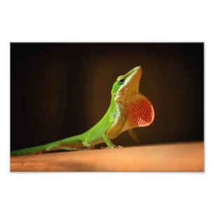 Grönt Anole Lizard med Red Thraot Fototryck