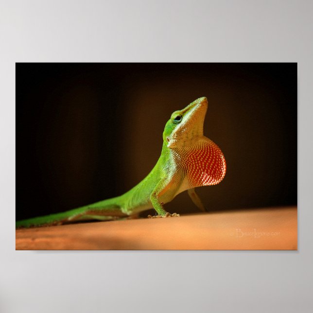 Grönt Anole Lizard med Red Thraot Poster (Framsidan)