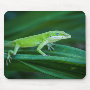Grönt Anole Lizard Musmatta