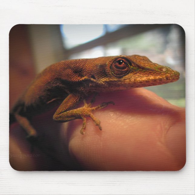 Grönt Anole Lizard Musmatta (Framsidan)