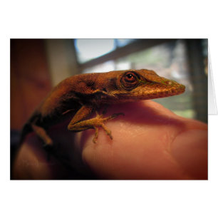 Grönt Anole Lizard OBS Kort