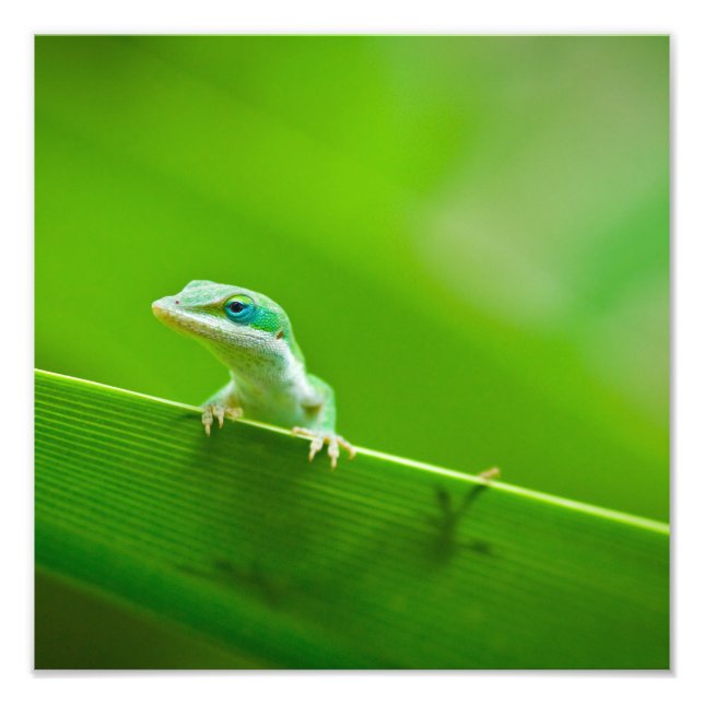 Grönt Anole Lizard påträffar bildfotografi Fototryck (Framsidan)