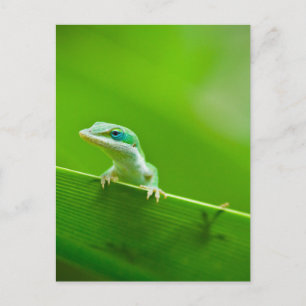 Grönt Anole Lizard påträffar bildfotografi Vykort