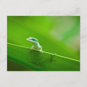 Grönt Anole Lizard påträffar bildfotografi Vykort