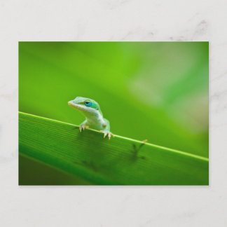 Grönt Anole Lizard påträffar bildfotografi Vykort