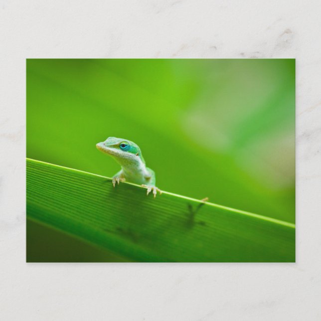 Grönt Anole Lizard påträffar bildfotografi Vykort (Framsida)