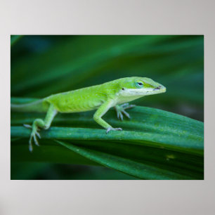Grönt Anole Lizard Poster