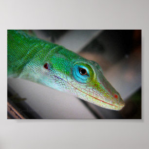Grönt Anole Lizard Poster