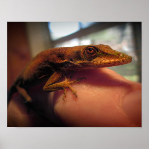 Grönt Anole Lizard Poster