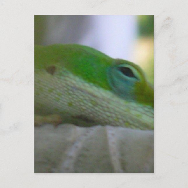 Grönt Anole Lizard Vykort (Framsida)