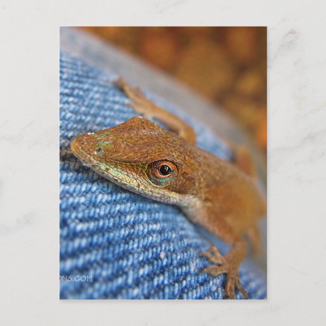 Grönt Anole Lizard Vykort (Framsida)