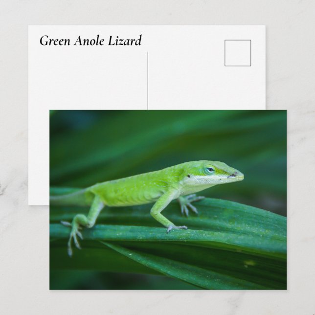 Grönt Anole Lizard Vykort (Fram/baksida)