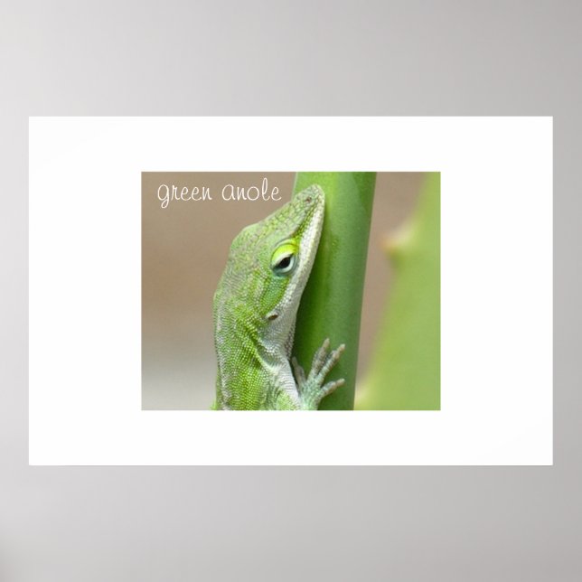 Grönt Anole Poster (Framsidan)