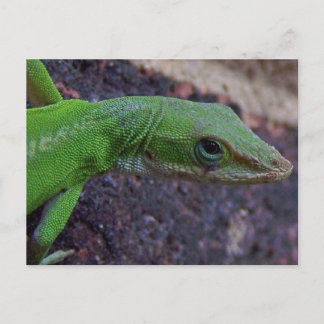Grönt Anole Vykort