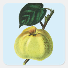 grönt äpple på en botanisk illustration av frukt i fyrkantigt klistermärke