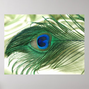 Grönt Apple Peacock Sill Life Poster