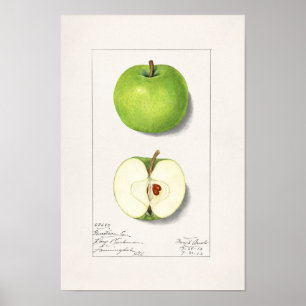 Grönt Apples (Malus Domestica) - Färgning av frukt Poster