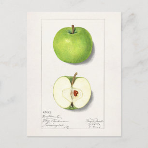 Grönt Apples (Malus Domestica) - Färgning av frukt Vykort