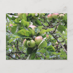 Grönt Apples på Träd Vykort