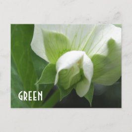 GRÖNT ärtor Pea Blommar anpassningsbar-vykort Vykort