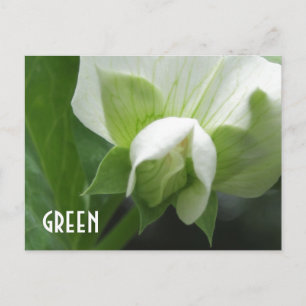GRÖNT ärtor Pea Blommar anpassningsbar-vykort Vykort