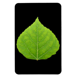 Grönt Aspen Löv #11 Magnet