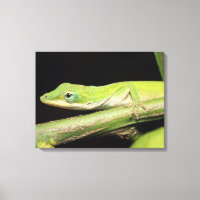 Grönt av  av akut Coola av skadlig Roligt Anole Li