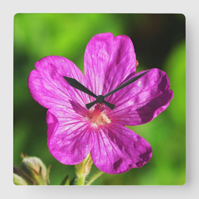 Grönt av blåsblomma med ljus Rosa Fyrkantig Klocka (Framsida)