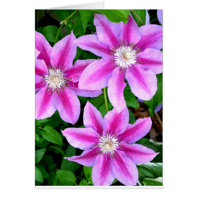 grönt av botanisk rosa blommigt elegant av botanis hälsningskort (Framsidan)