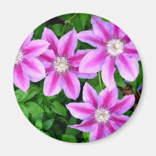 grönt av botanisk rosa blommigt elegant av botanis magnet