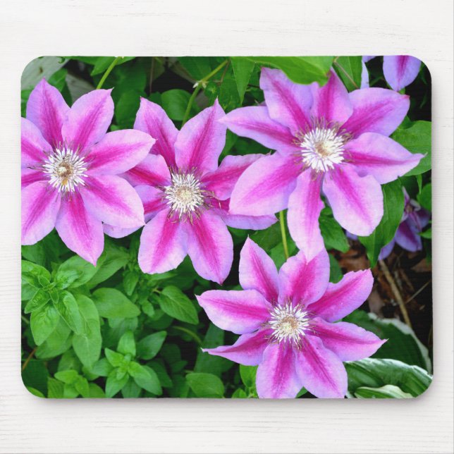 grönt av botanisk rosa blommigt elegant av botanis musmatta (Framsidan)