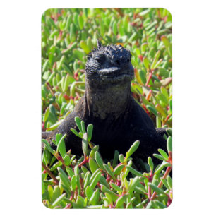 grönt av galapagos maringuana magnet