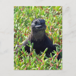 grönt av galapagos maringuana vykort