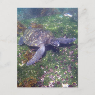 grönt av galapagossköldpadda vykort