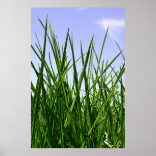 Grönt av grönt, hemutskrift poster