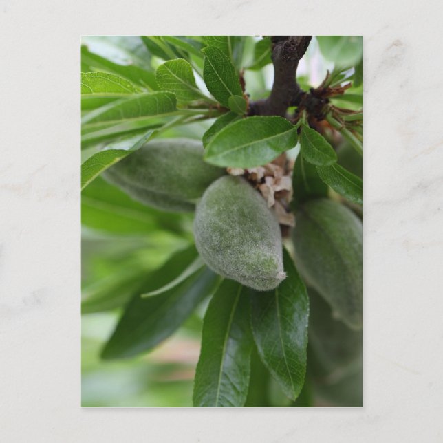 Grönt av mandel träd vykort (Framsida)