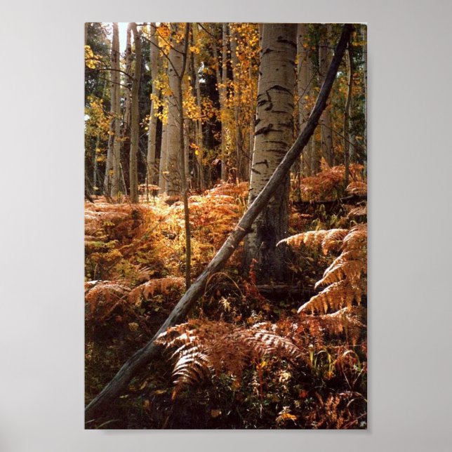 Grönt Bäck som hyr Väg Poster (Framsidan)