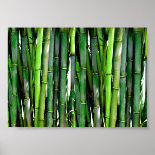 Grönt Bamboo Stalks Nature Photography Poster