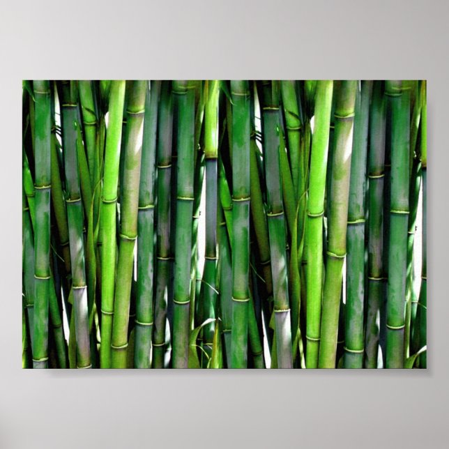 Grönt Bamboo Stalks Nature Photography Poster (Framsidan)
