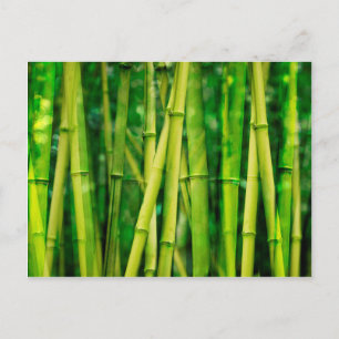 Grönt Bamboo Vykort