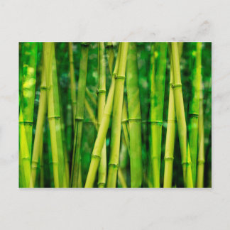 Grönt Bamboo Vykort