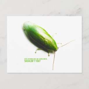 Grönt Banana Cockroach - Panchlora nivea Vykort