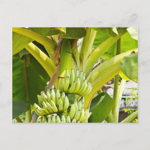 Grönt Banana Träd Vykort