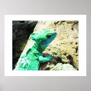 Grönt basilisk ödla poster