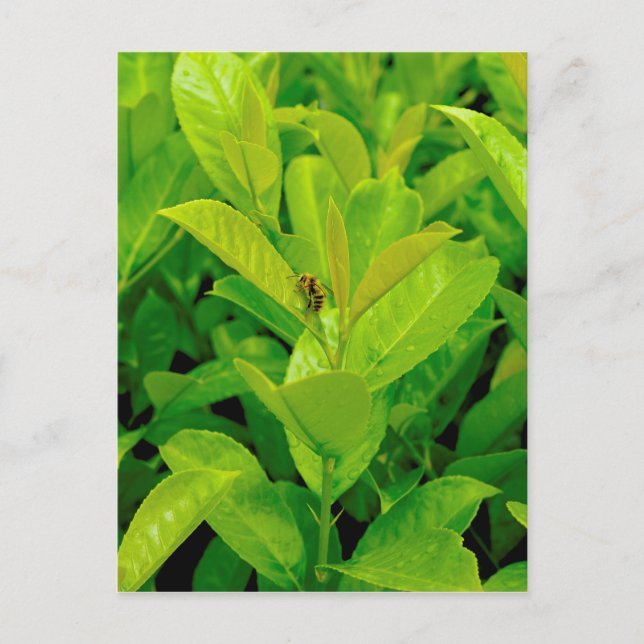 Grönt bi vykort (Framsida)