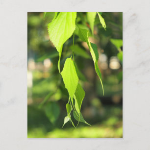 Grönt birch gren med löv vykort